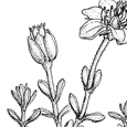 Arenarium bernensis